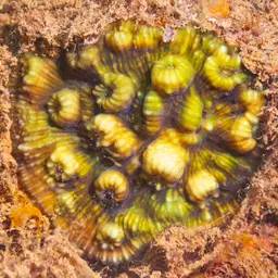 Flat Lettuce Coral, photo 3