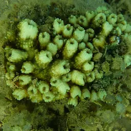Flat Lettuce Coral, photo 4