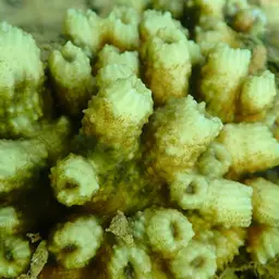 Flat Lettuce Coral, photo 5