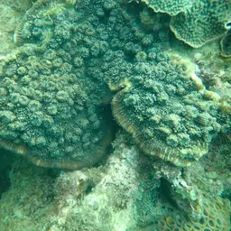 Flat Lettuce Coral, photo 6