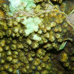 Flat Lettuce Coral, photo 7