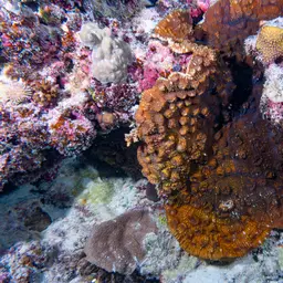 Flat Lettuce Coral, photo 8