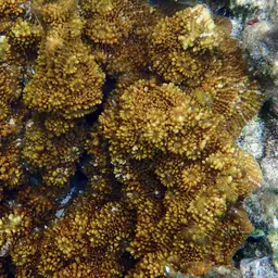 Flat Lettuce Coral, photo 1