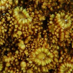 Flat Lettuce Coral, photo 9