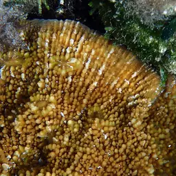 Flat Lettuce Coral, photo 10