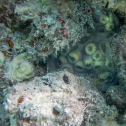 Flat Lettuce Coral, photo 11