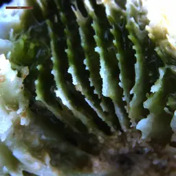 Flat Lettuce Coral, photo 12