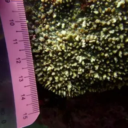 Flat Lettuce Coral, photo 2