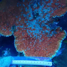 Flat Lettuce Coral, photo 3