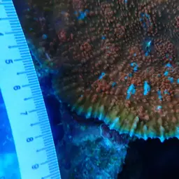 Flat Lettuce Coral, photo 4