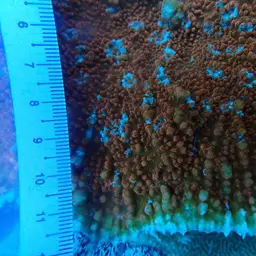 Flat Lettuce Coral, photo 5
