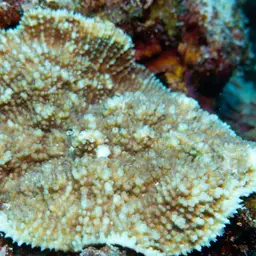 Flat Lettuce Coral, photo 1