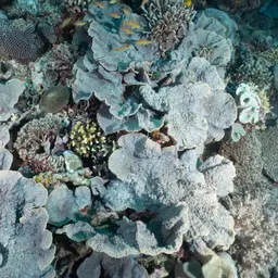 Flat Lettuce Coral, photo 6