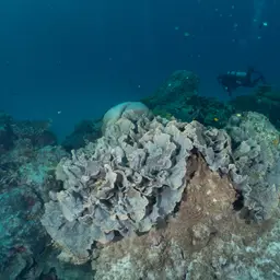 Flat Lettuce Coral, photo 7
