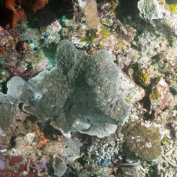 Flat Lettuce Coral, photo 8