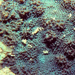 Flat Lettuce Coral, photo 9