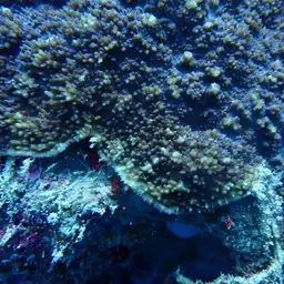 Flat Lettuce Coral, photo 10