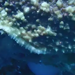 Flat Lettuce Coral, photo 11