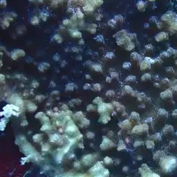 Flat Lettuce Coral, photo 12
