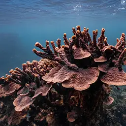 Hedgehog Coral, photo 1