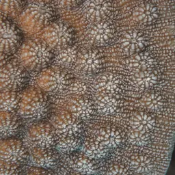 Hedgehog Coral, photo 2