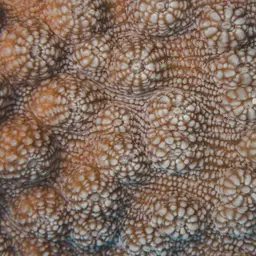 Hedgehog Coral, photo 3