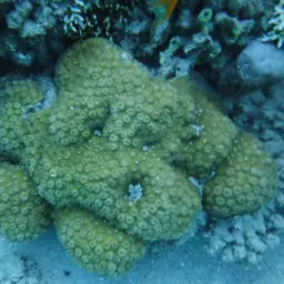 Hedgehog Coral, photo 2