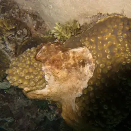 Hedgehog Coral, photo 3