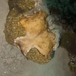 Hedgehog Coral, photo 4