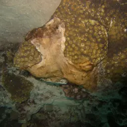 Hedgehog Coral, photo 5
