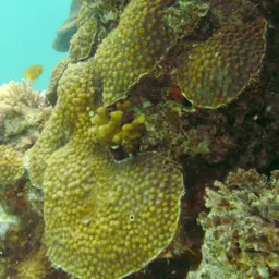 Hedgehog Coral, photo 6