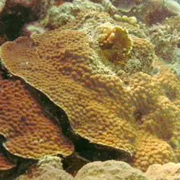 Hedgehog Coral, photo 7
