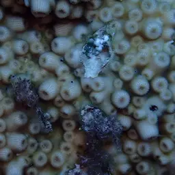 Hedgehog Coral, photo 8