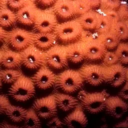 Hedgehog Coral, photo 1