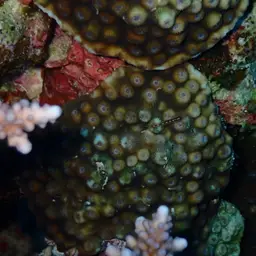 Hedgehog Coral, photo 9