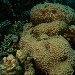 Hedgehog Coral, photo 10