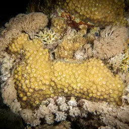 Hedgehog Coral, photo 11