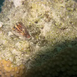 Hedgehog Coral, photo 12