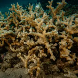 Hedgehog Coral, photo 2