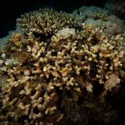Hedgehog Coral, photo 3