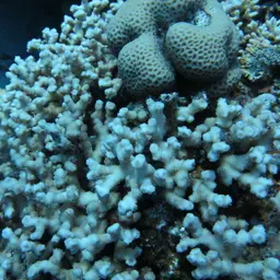 Hedgehog Coral, photo 4