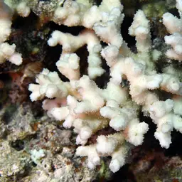 Hedgehog Coral, photo 5