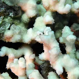 Hedgehog Coral, photo 6