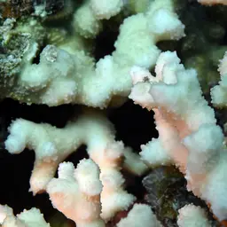 Hedgehog Coral, photo 7