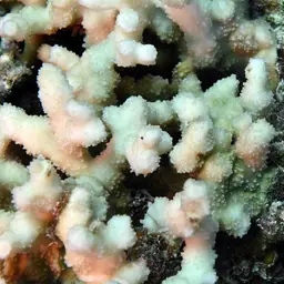 Hedgehog Coral, photo 8