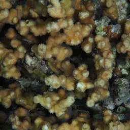 Hedgehog Coral, photo 9
