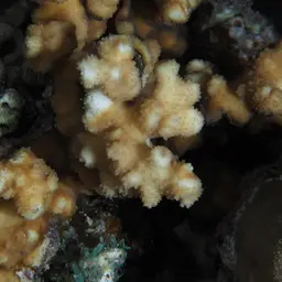Hedgehog Coral, photo 10