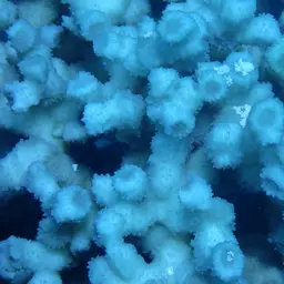 Hedgehog Coral, photo 11
