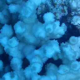 Hedgehog Coral, photo 12