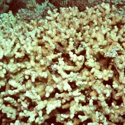 Hedgehog Coral, photo 1